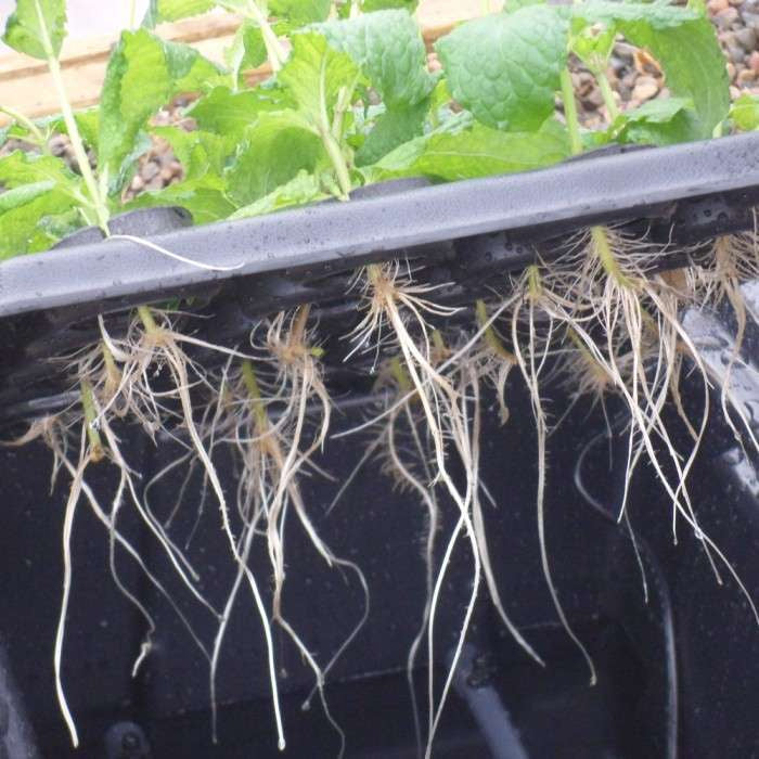Nutriculture NC Propagator Aero/Hydro X-Stream 40, 60x41xh45