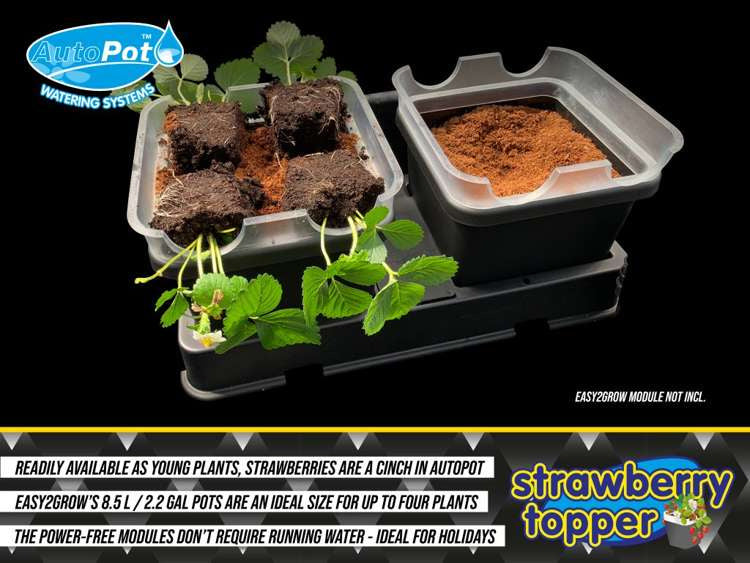 Autopot Strawberry Topper for 8.5 L Pots