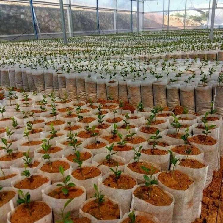 White Grow Bag 8 x 20 cm 50 pcs 1L