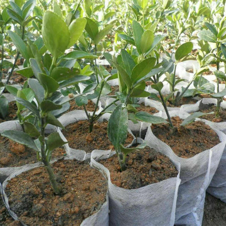 White Grow Bag 8 x 20 cm 50 pcs 1L