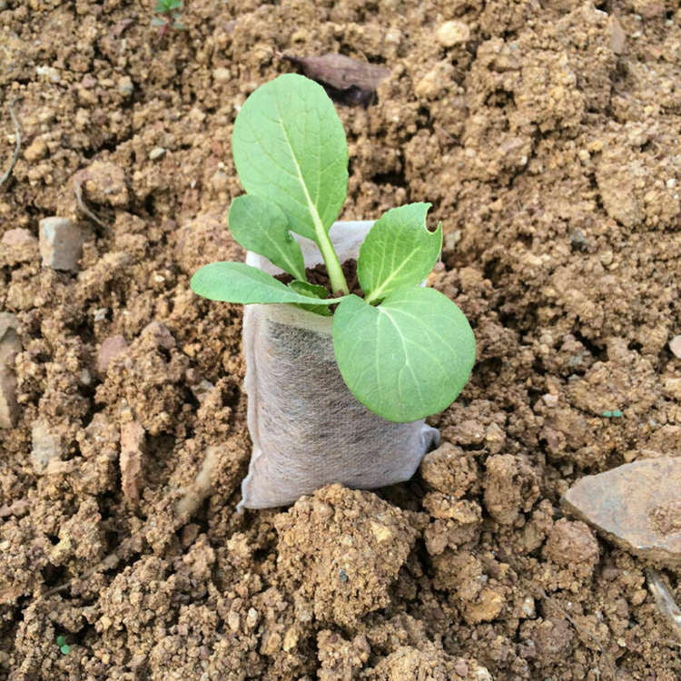 White Grow Bag 8 x 20 cm 50 pcs 1L