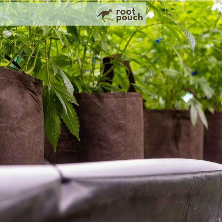 Growbag Root Pouch fabric pot 21x21cm 8L brown