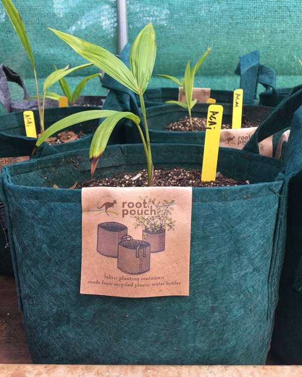 Growbag Root Pouch fabric pot 25,5x21,5cm 12L green