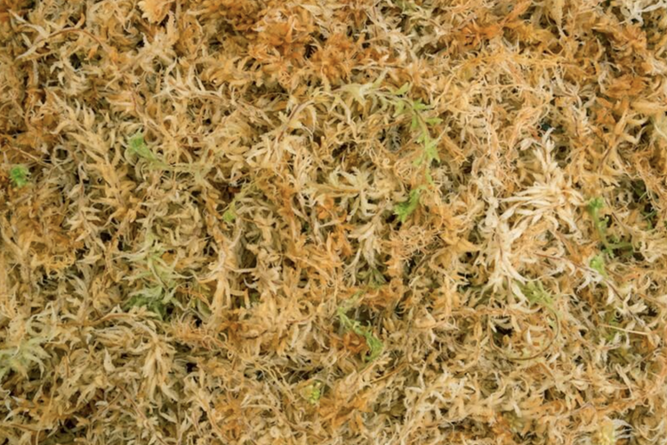 Besgrow New Zealand Sphagnum Spagmoss 150G 12L Premium moss