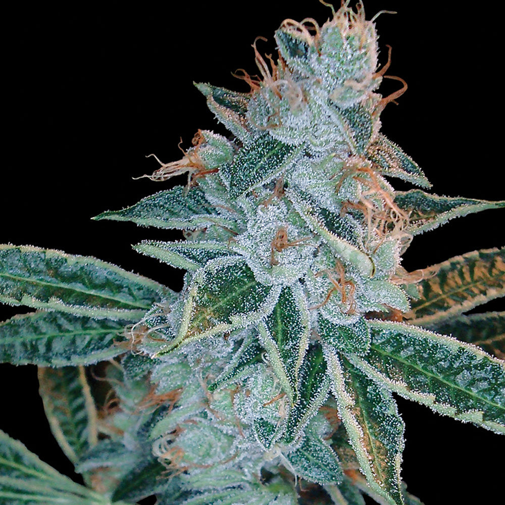 Lemon OG Kush