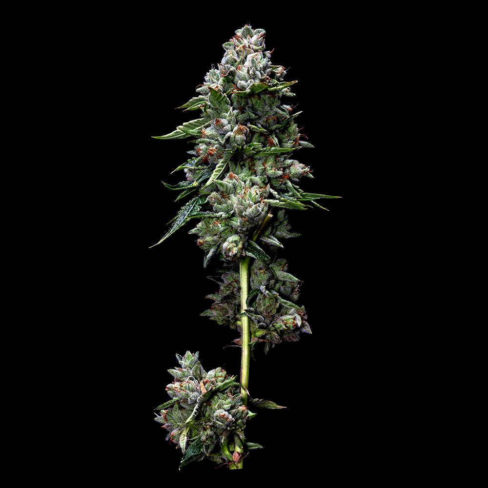 Kosher Kush