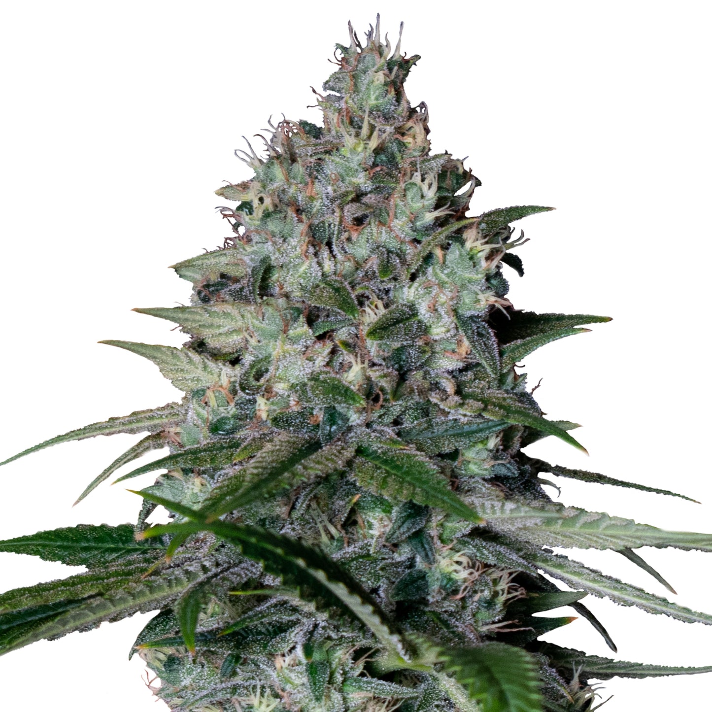 Cookies Gelato
