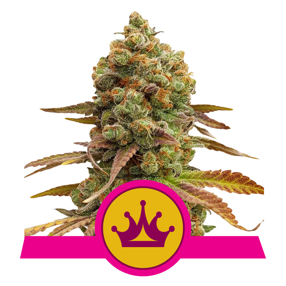 Special Queen #1
