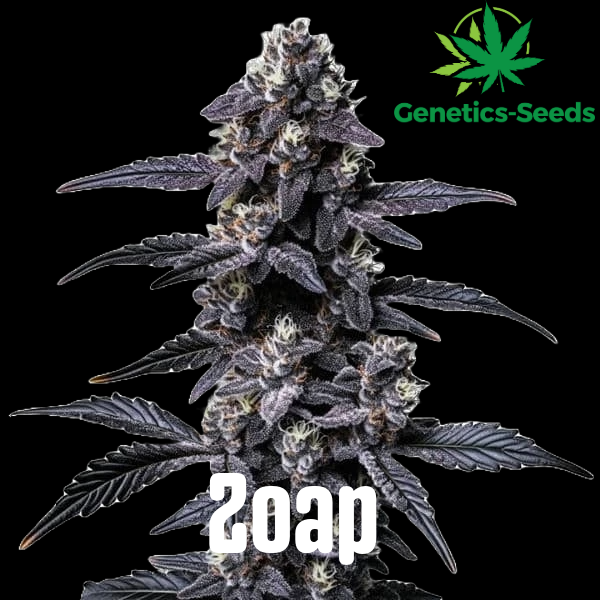 Zoap
