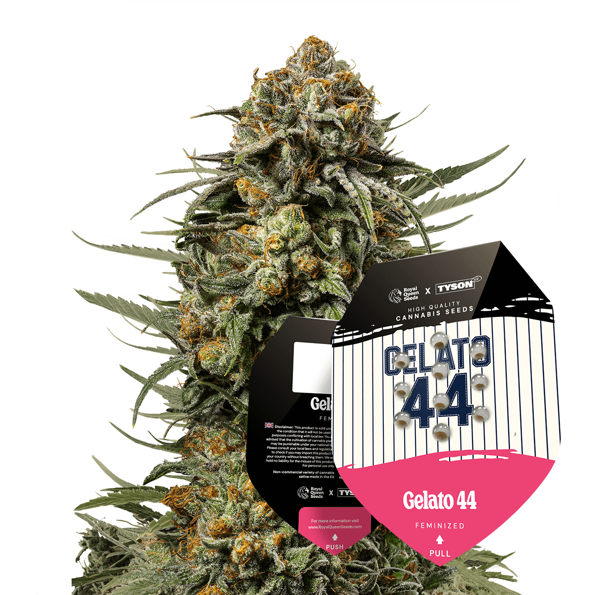 Gelatto 44