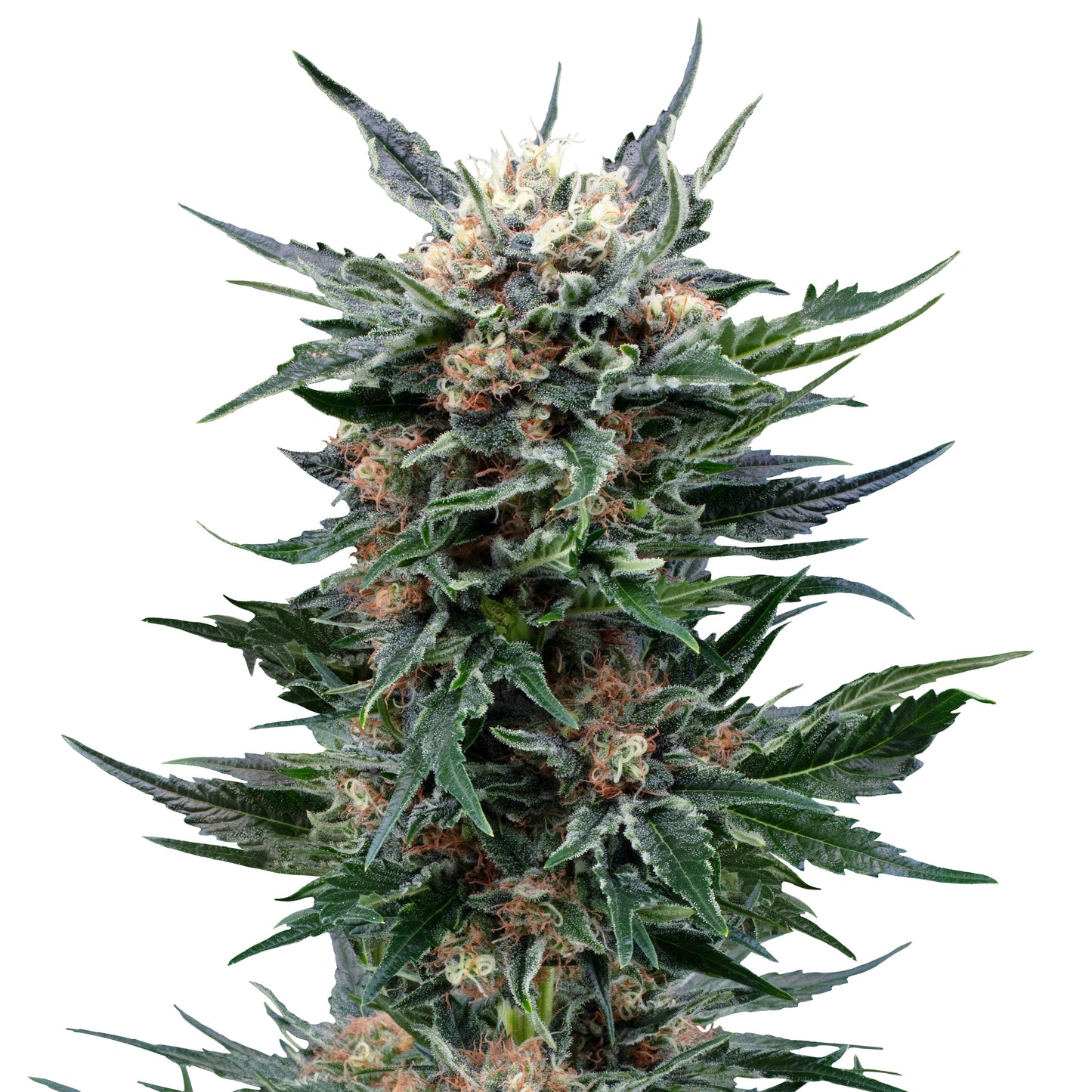 Royal Gorilla