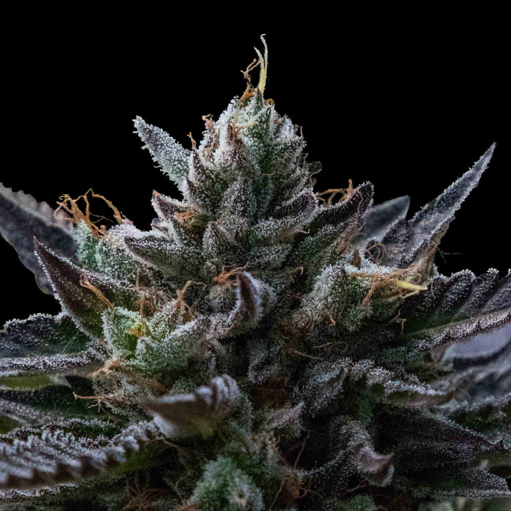 Kosher Kush
