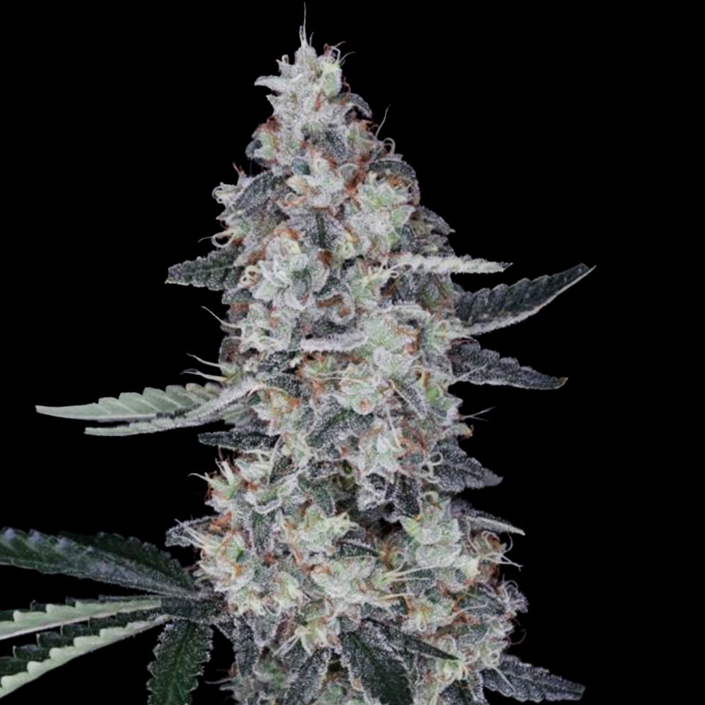 Watermelon Man Auto