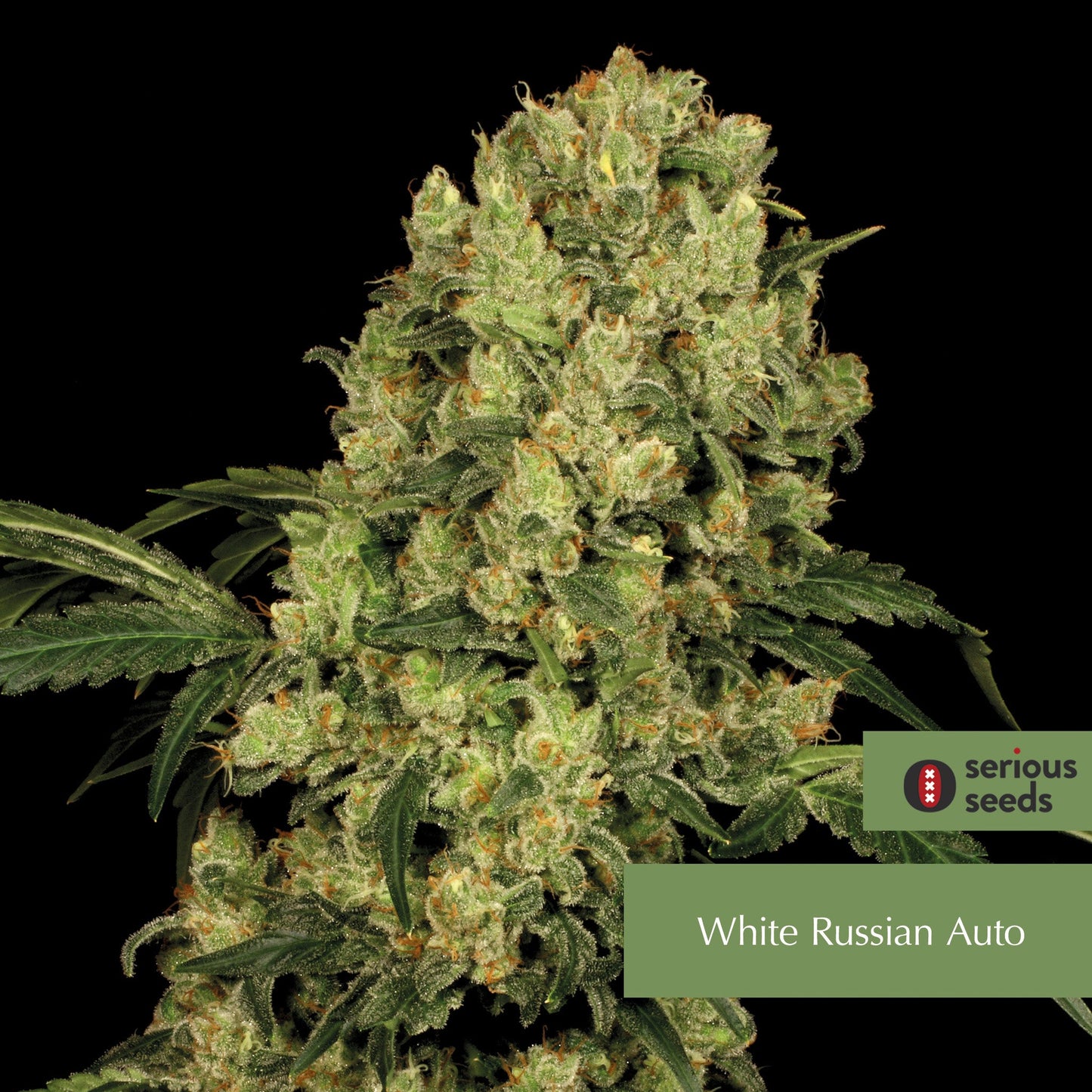 WHITE RUSSIAN AUTO