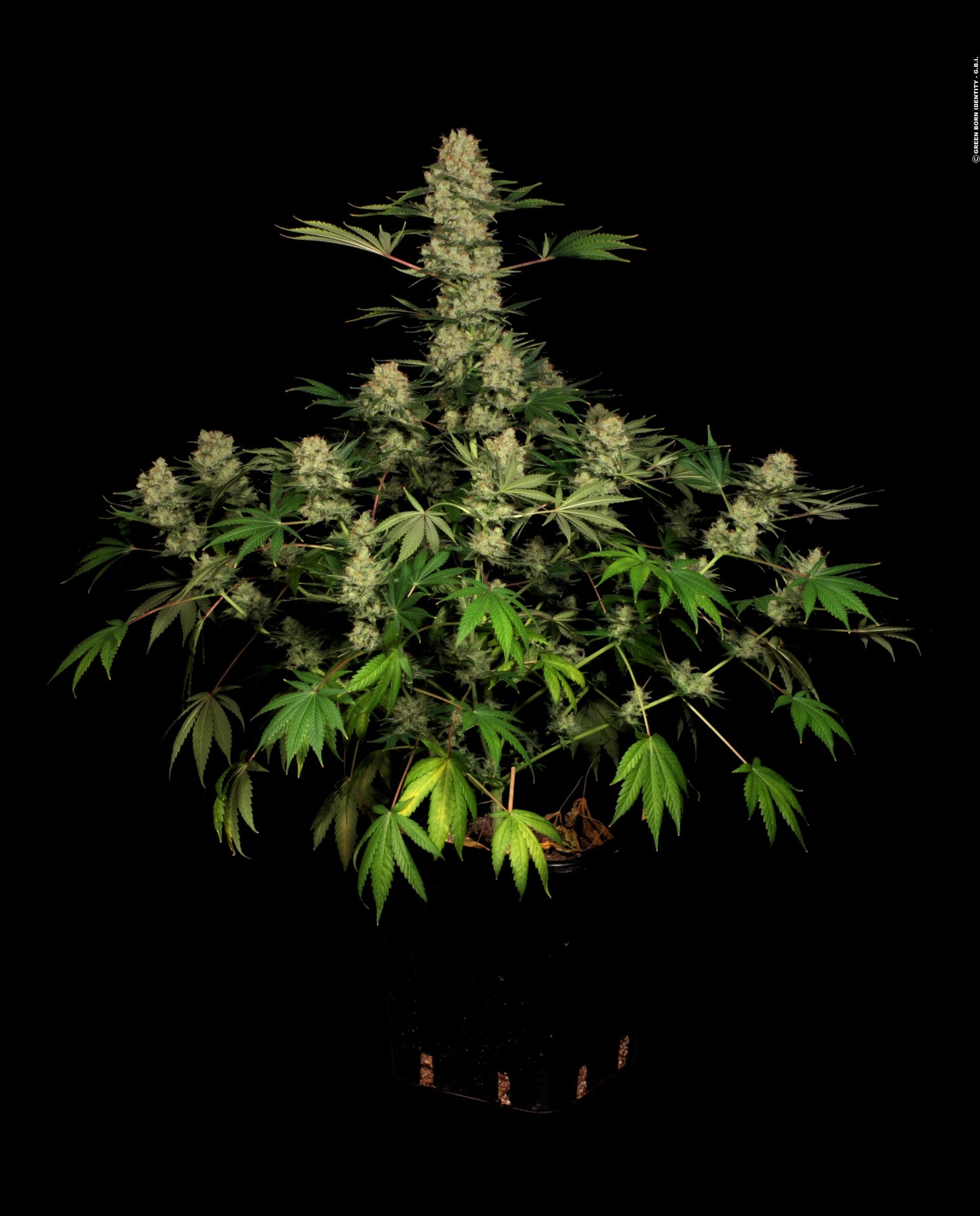 WHITE RUSSIAN AUTO
