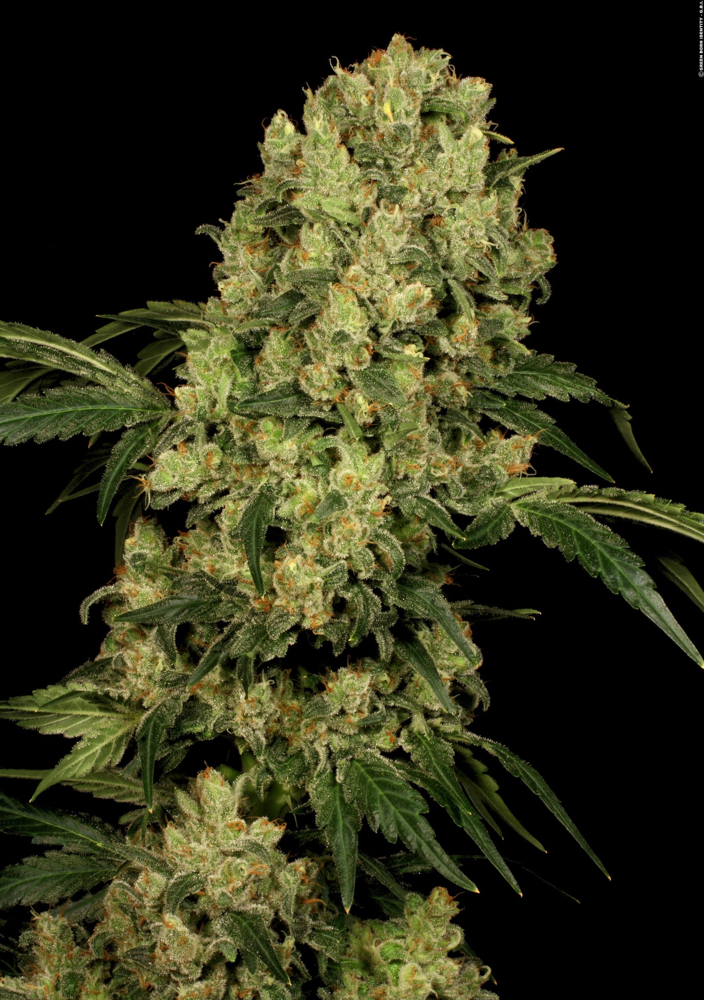WHITE RUSSIAN AUTO