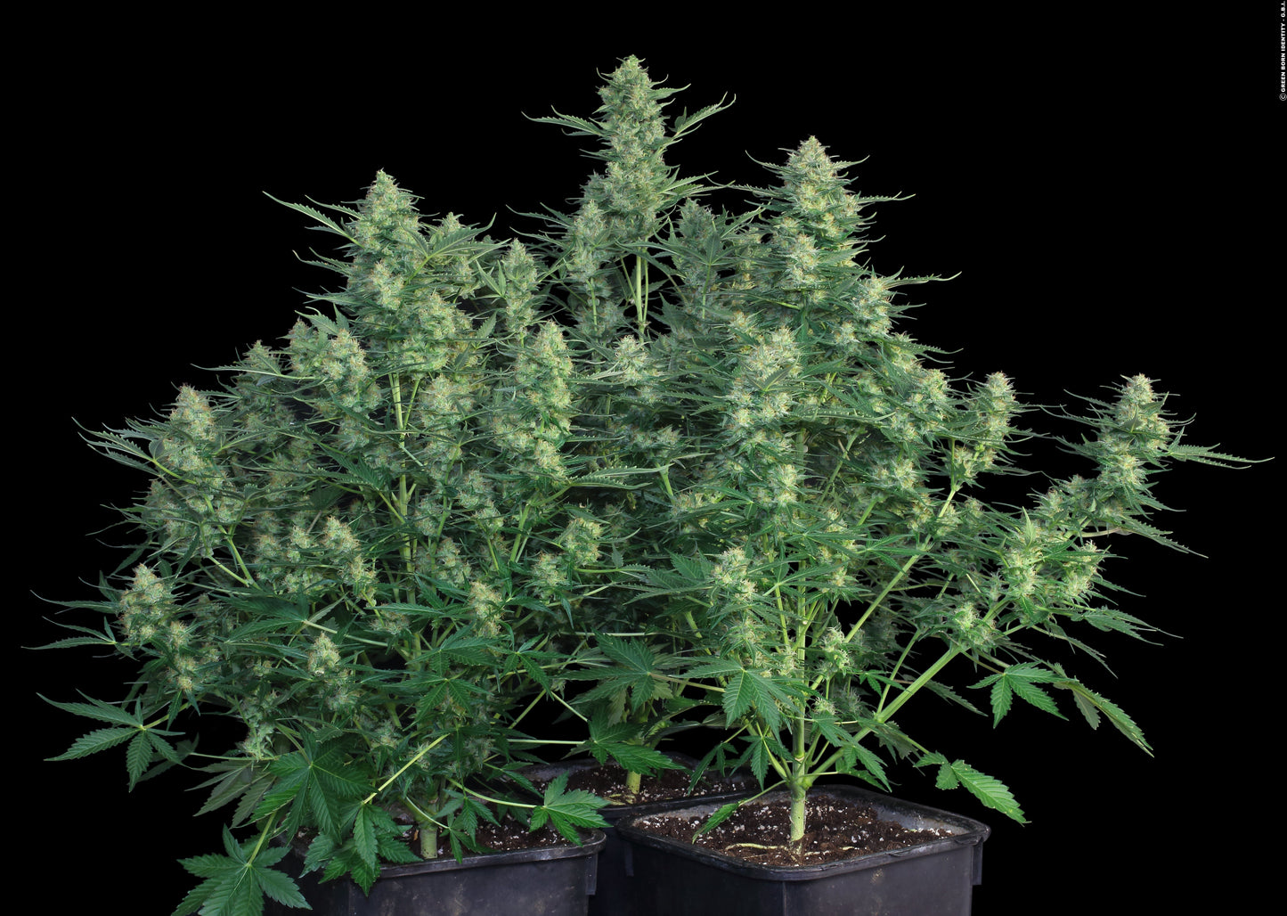 WHITE RUSSIAN AUTO