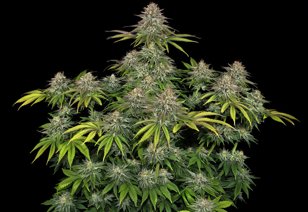 Critical Kush