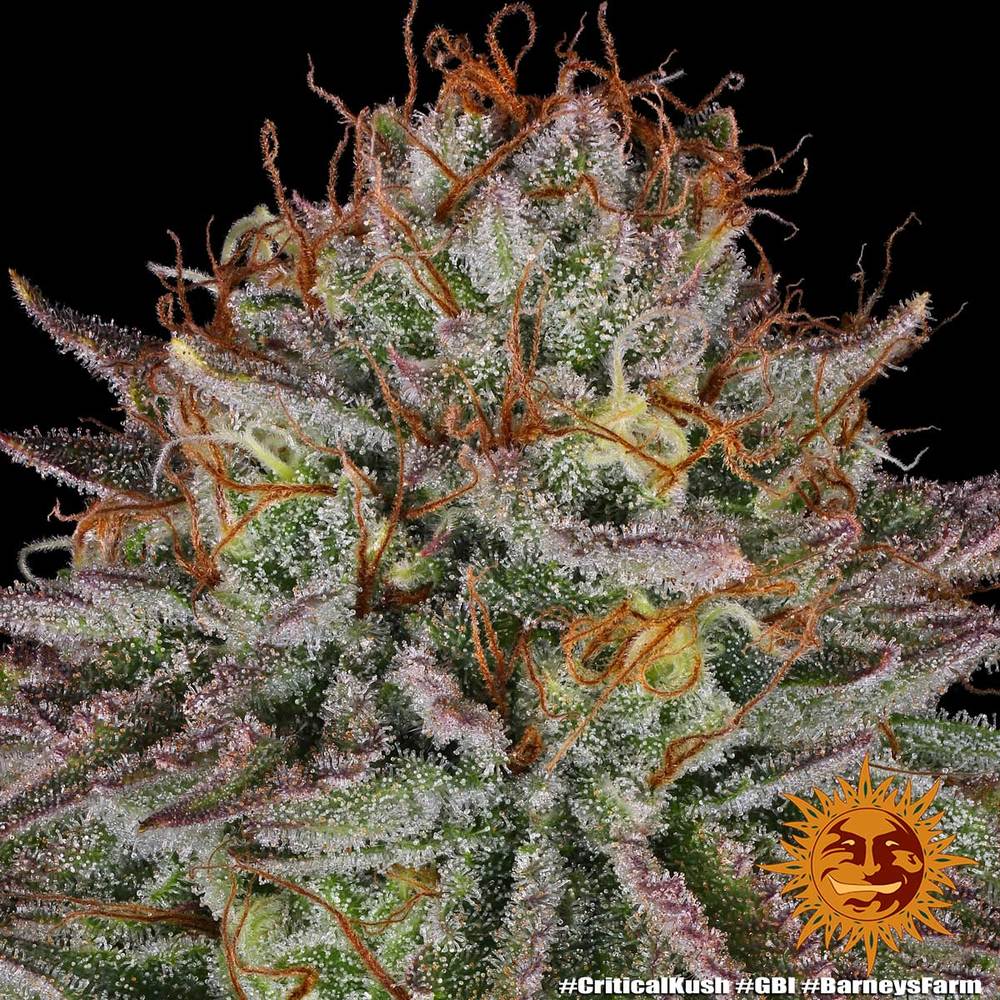 Critical Kush