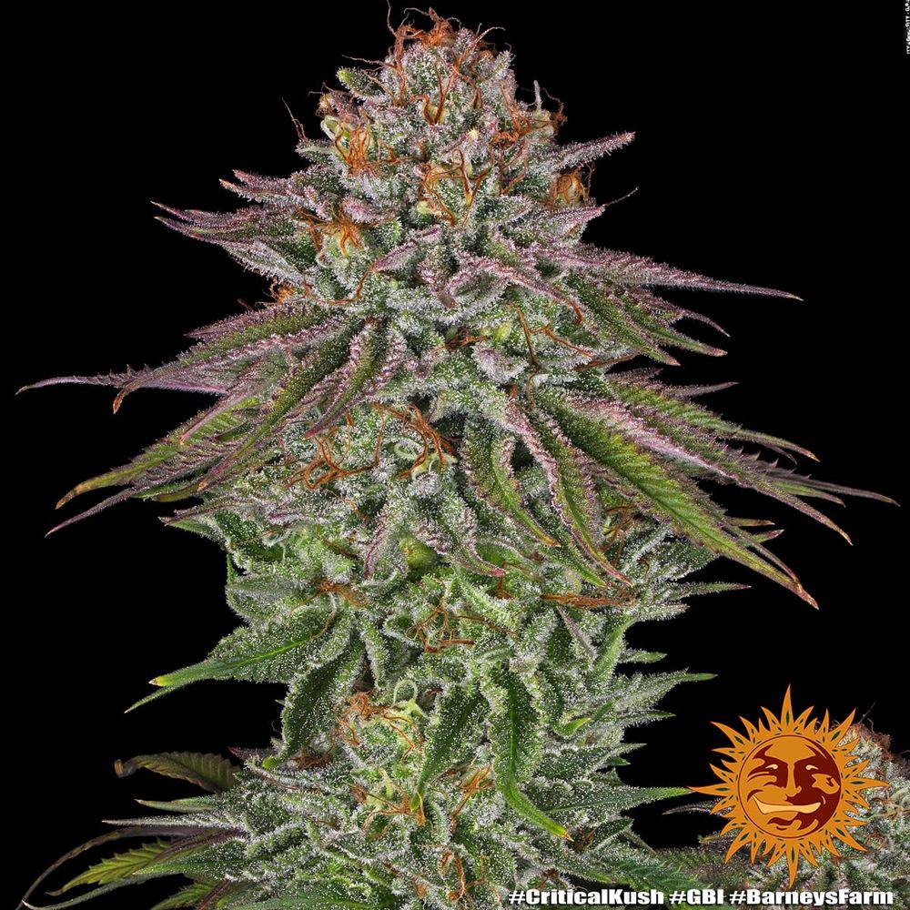 Critical Kush