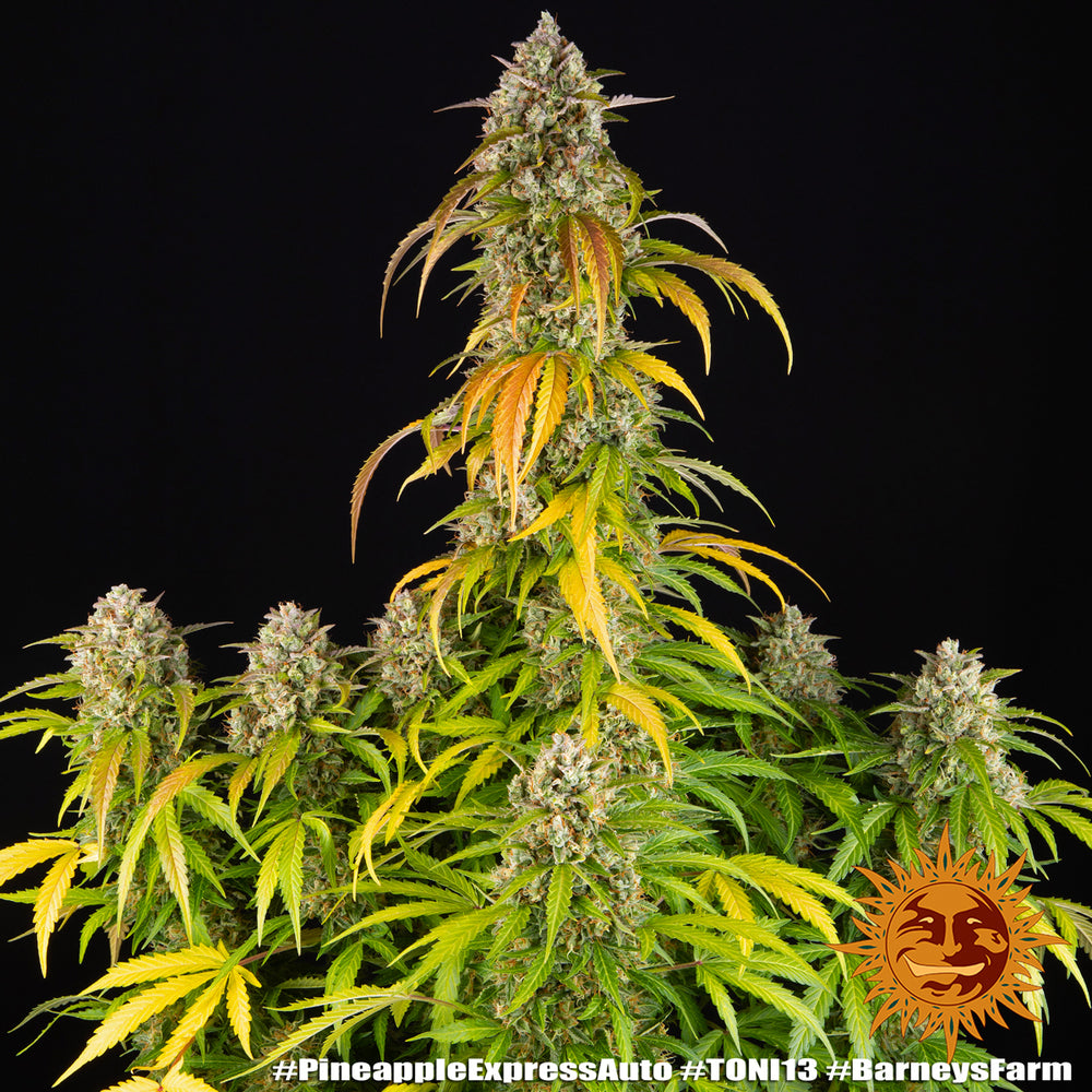 Pineapple Express