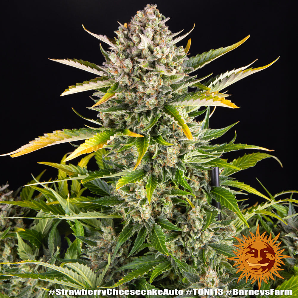 Strawberry Cheesecake Auto