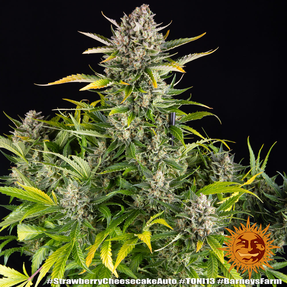 Strawberry Cheesecake Auto