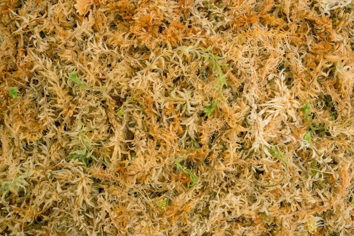 Besgrow New Zealand Sphagnum Spagmoss 500G 40L Premium moss