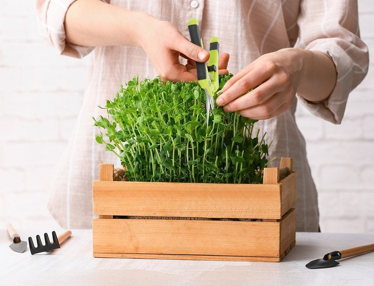 Herbgarden Trimming Scissors - Pruning Shears - plant secator