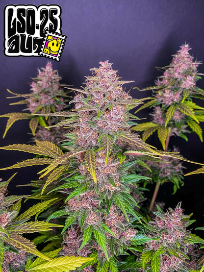 LSD-25 Auto