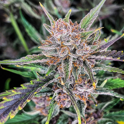 Gorilla Punch Auto