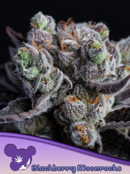 Moon Rocks Seed Anesia Seeds – Genetics-seeds