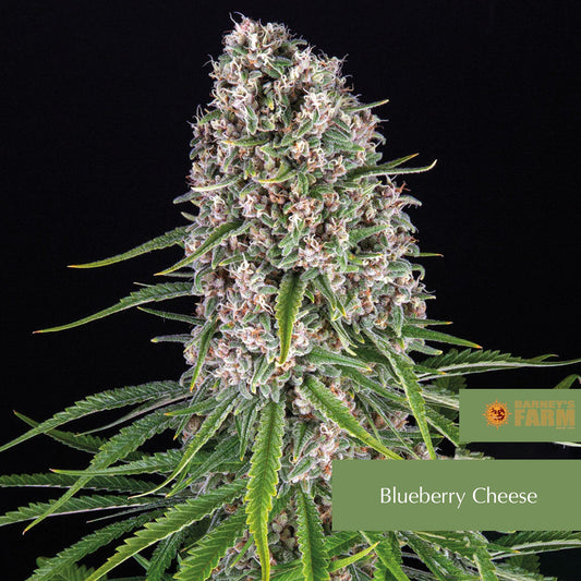 Blueberry Cheese