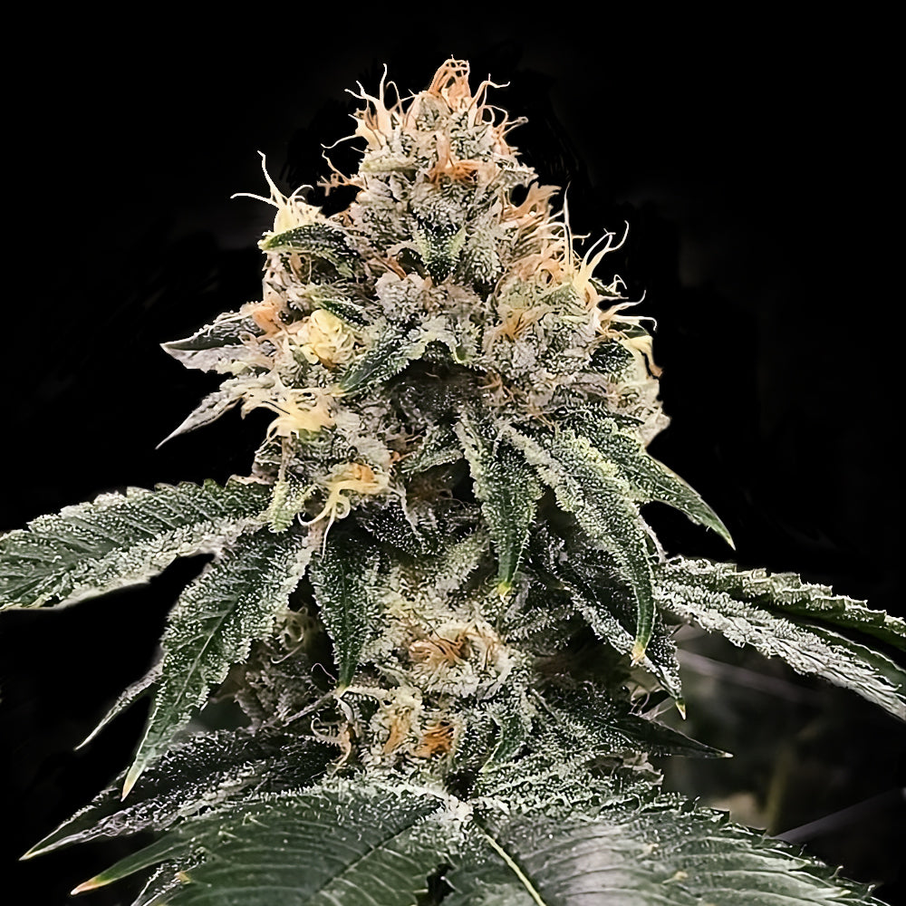 HG23 - Michael Jordan
