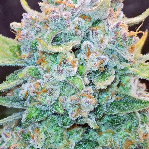 Papaya Cookies Auto™