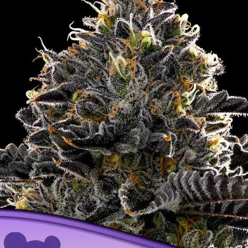 Purple Lobster