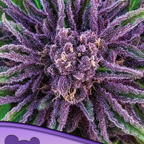 Purple Thai
