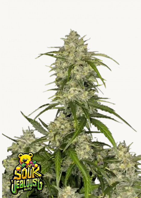 Sour Jealousy Auto™