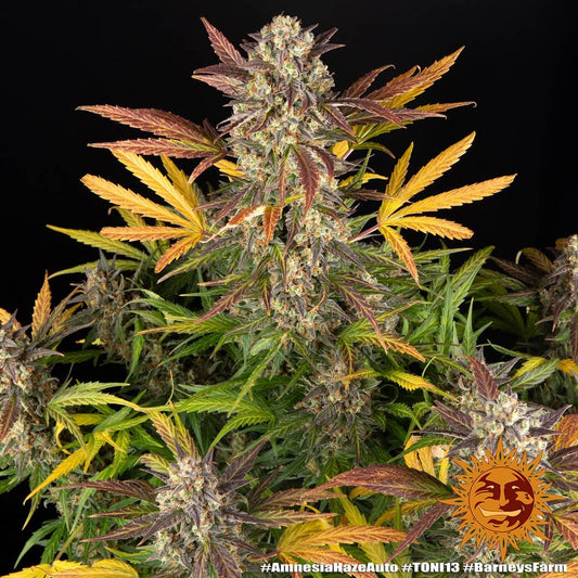 Amnesia Haze Auto