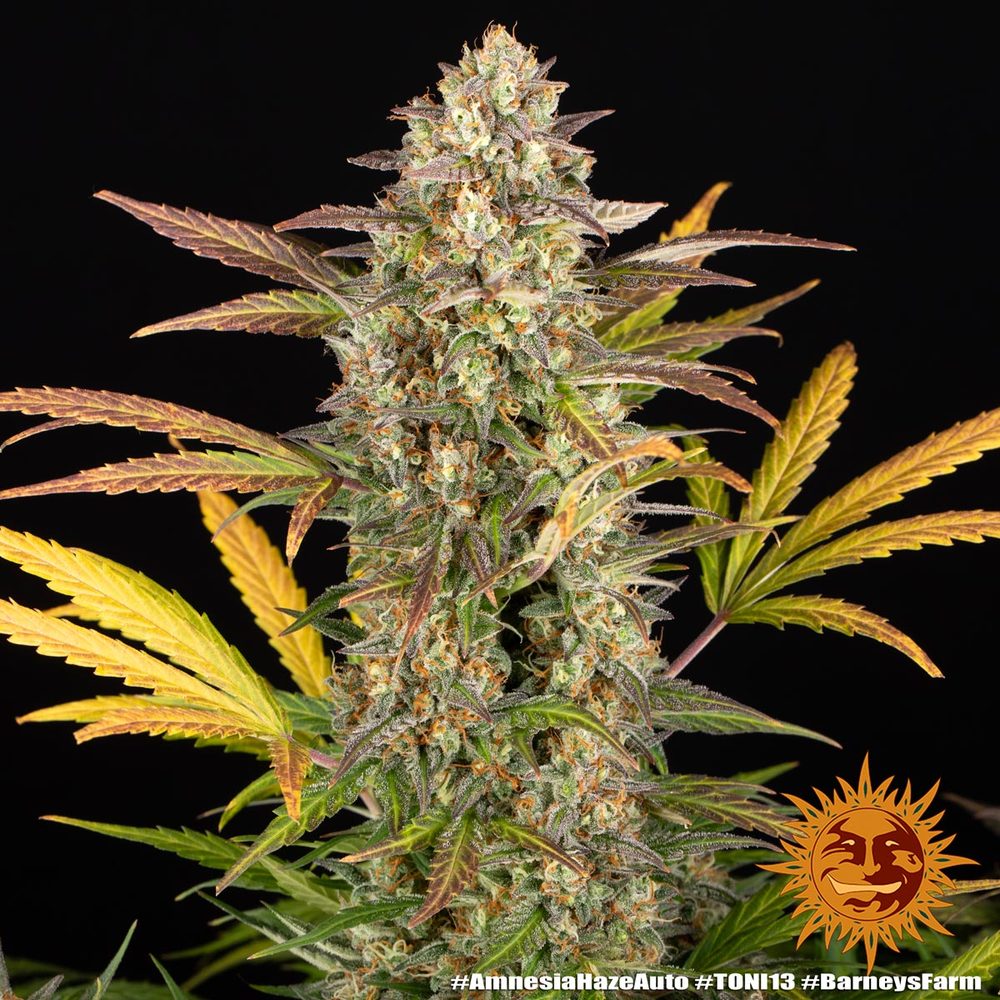 Amnesia Haze Auto