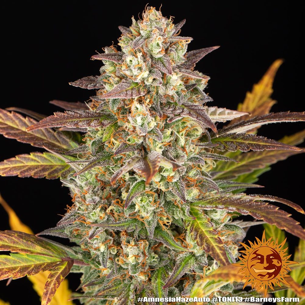Amnesia Haze Auto