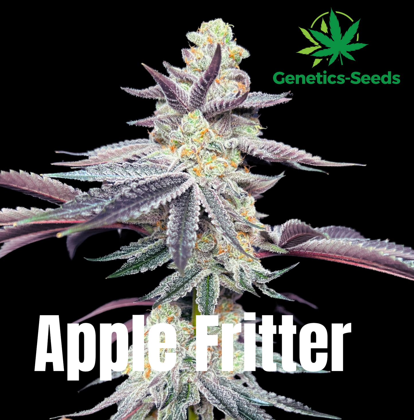 Apple Fritter