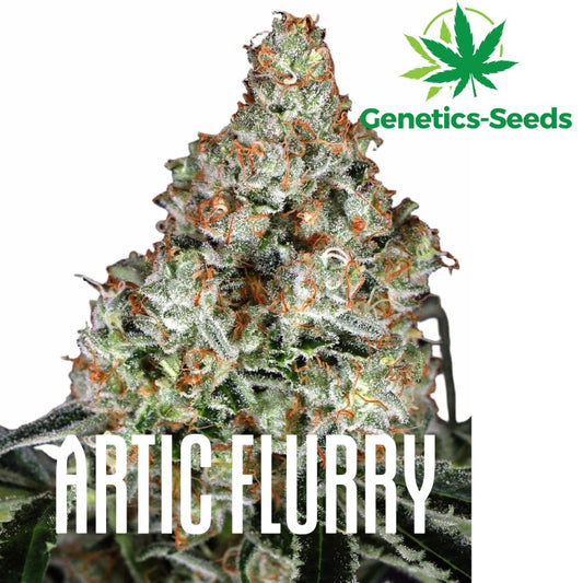 Arctic Flurry