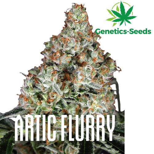 Arctic Flurry