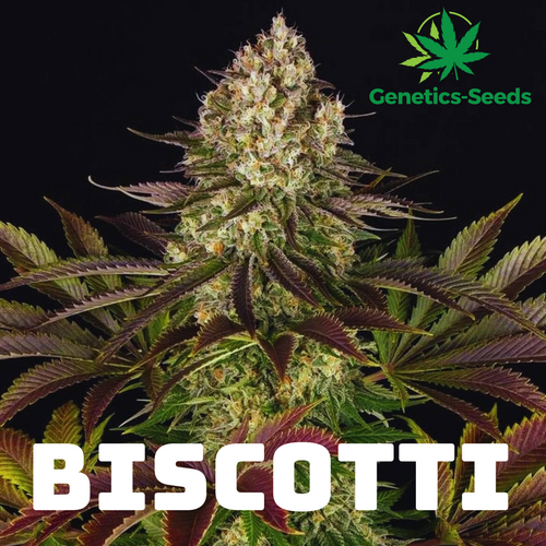 Biscotti