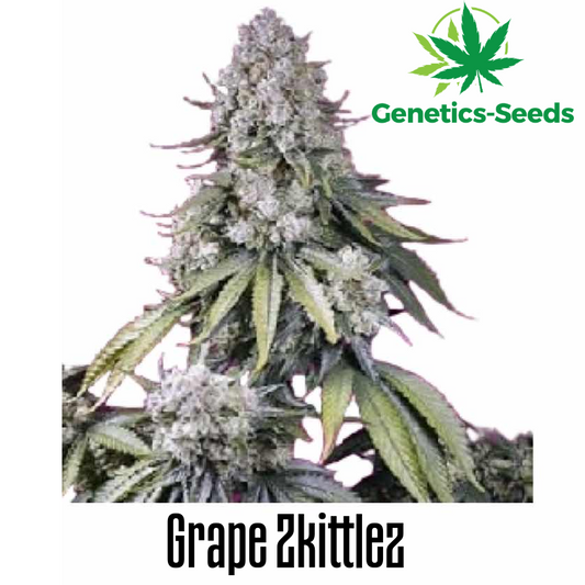 Grape Zkittlez