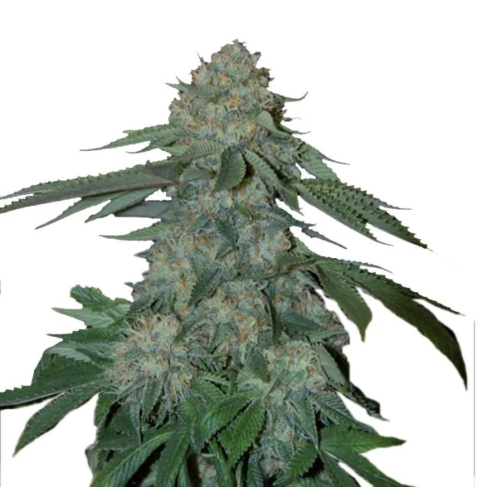 KO Kush Triploide