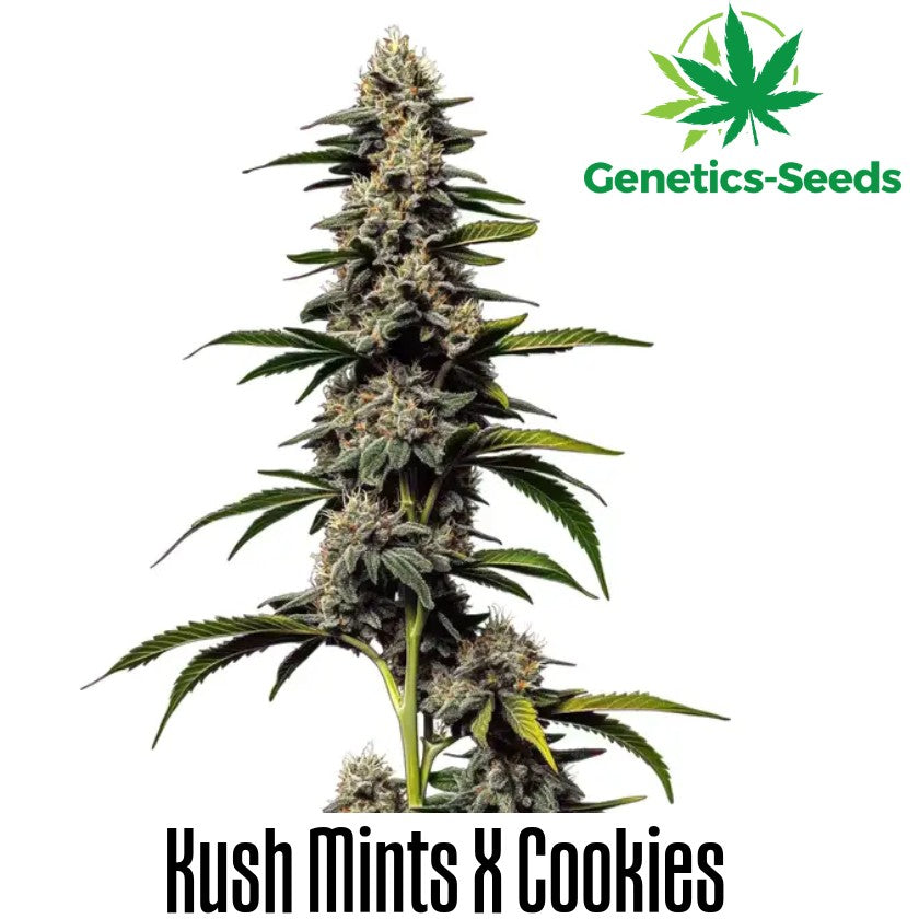 Cookies x Kush Mints