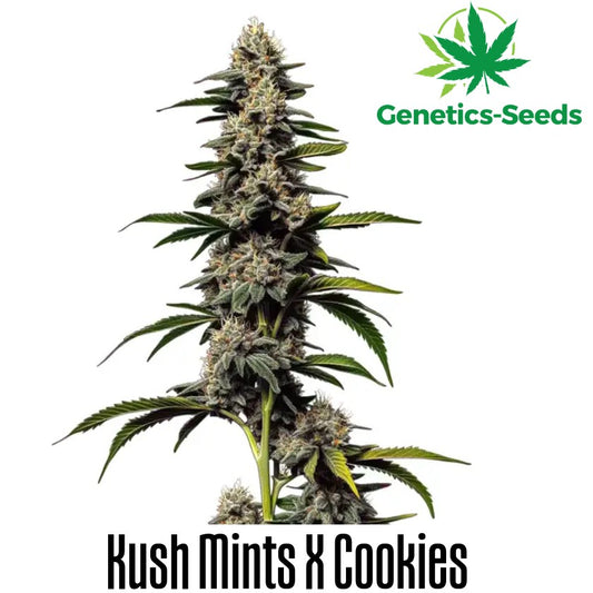 Cookies x Kush Mints