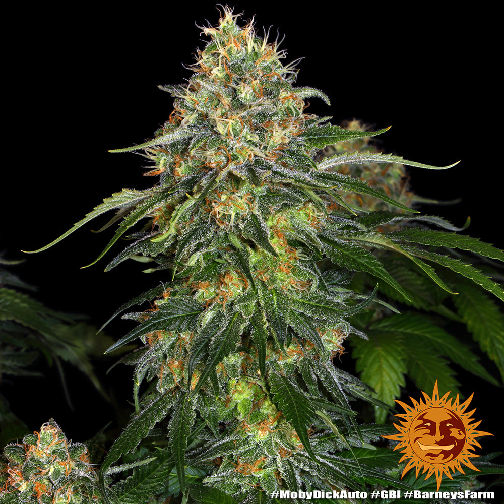 Moby Dick Auto
